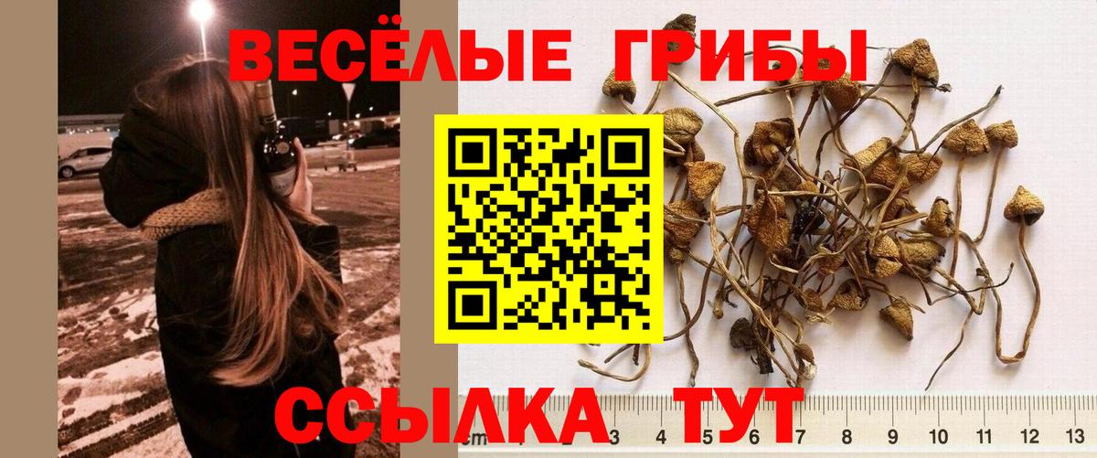 Псилоцибиновые грибы прущие грибы Тамбов